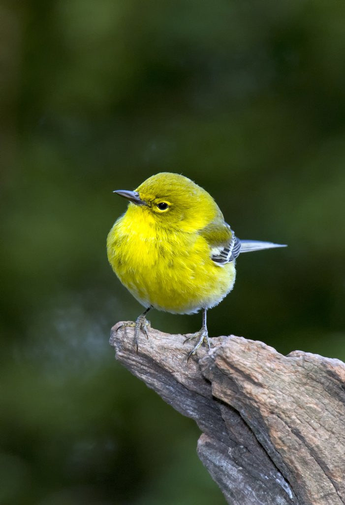 Detail of Pine Warbler by Anonymous