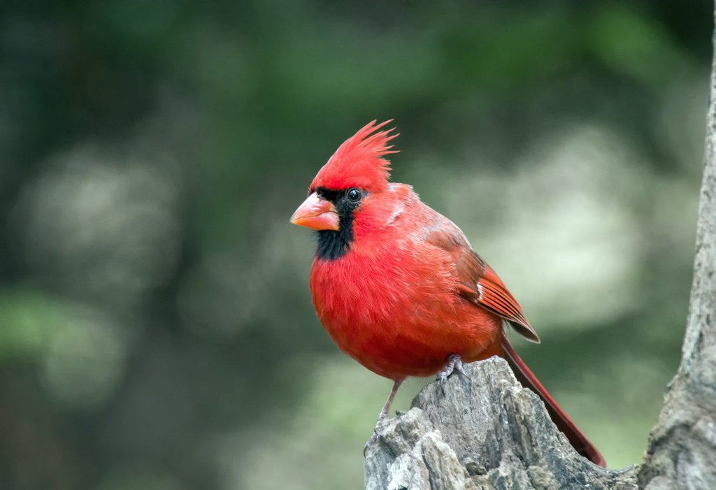 Detail of Northern Cardinal by Anonymous