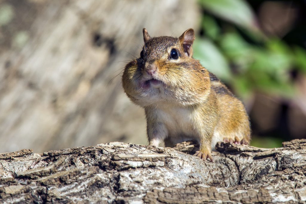 Detail of Eastern Chipmunk by Anonymous