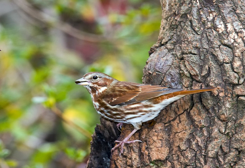Detail of Fox Sparrow by Anonymous