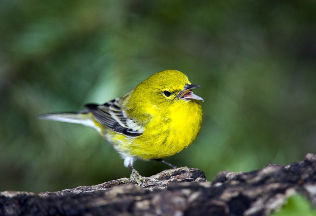 Detail of Pine Warbler by Anonymous