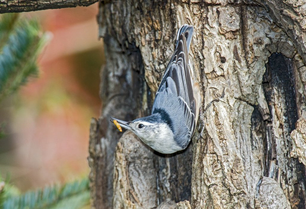 Detail of White-breasted Nuthatch by Anonymous
