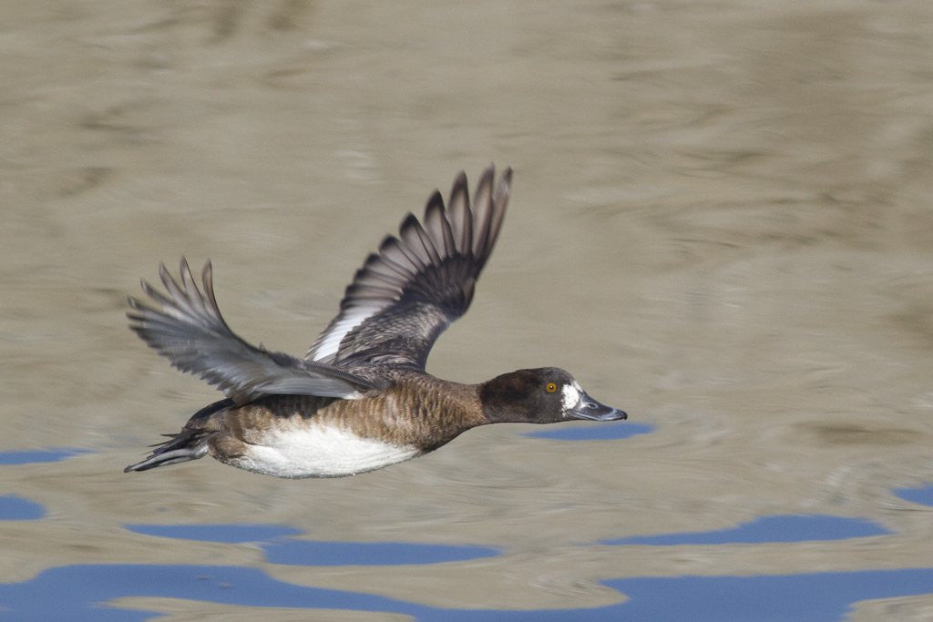 Detail of Female Lesser Scaup Duck in flight by Anonymous
