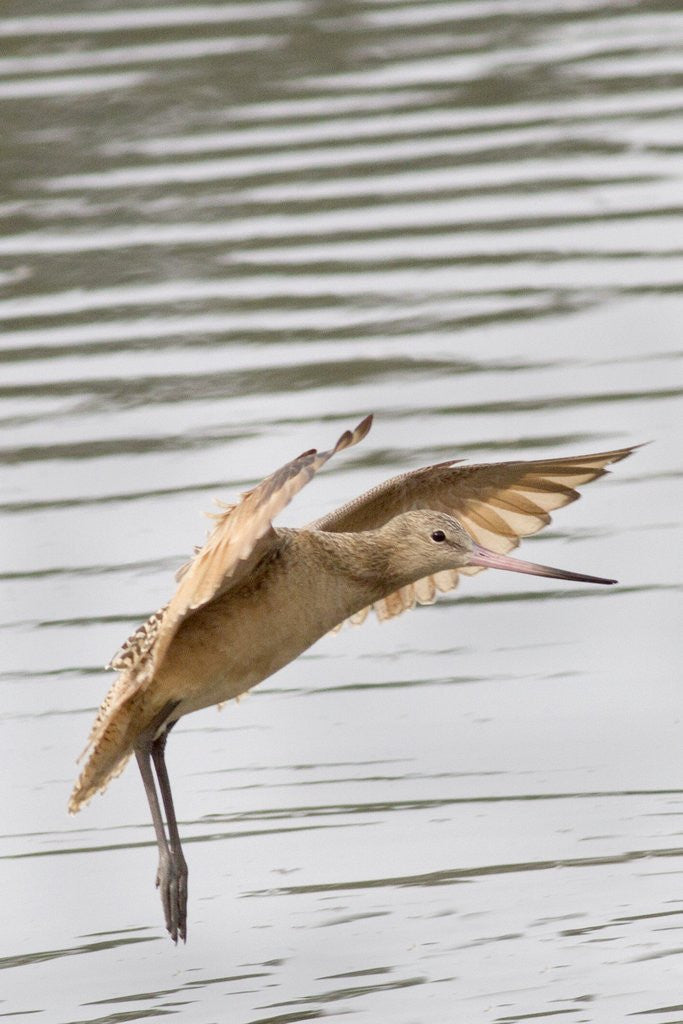 Detail of Marbled Godwit landing by Anonymous