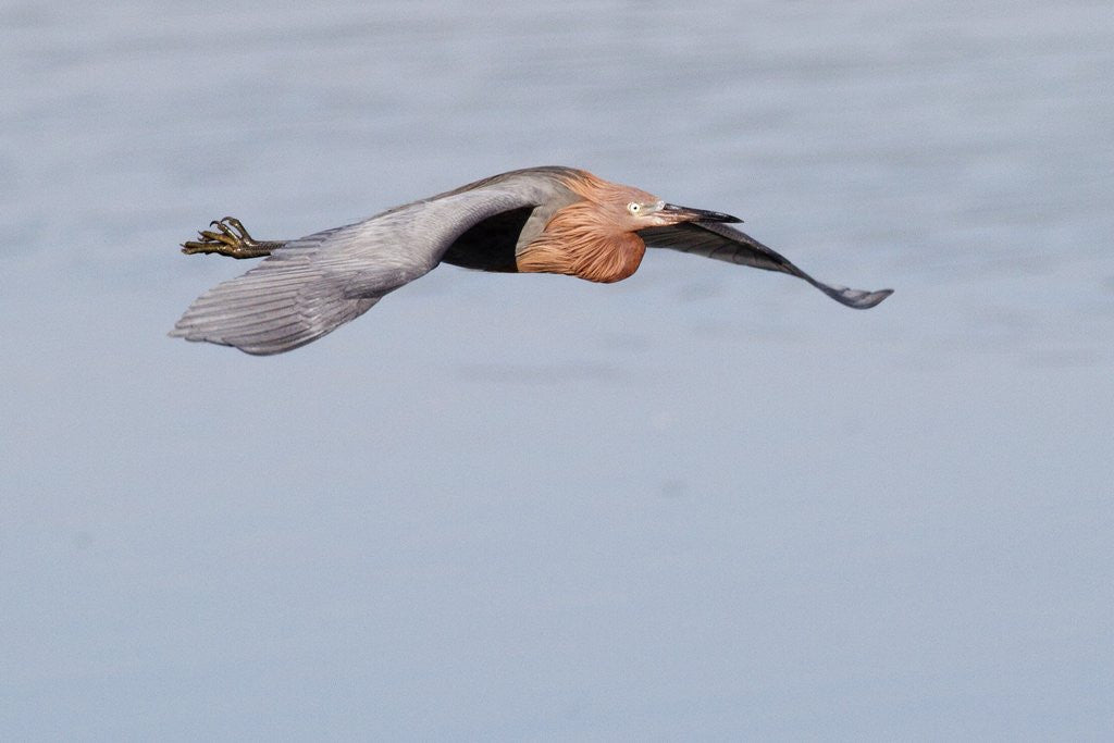 Detail of Reddish Egret in flight by Anonymous
