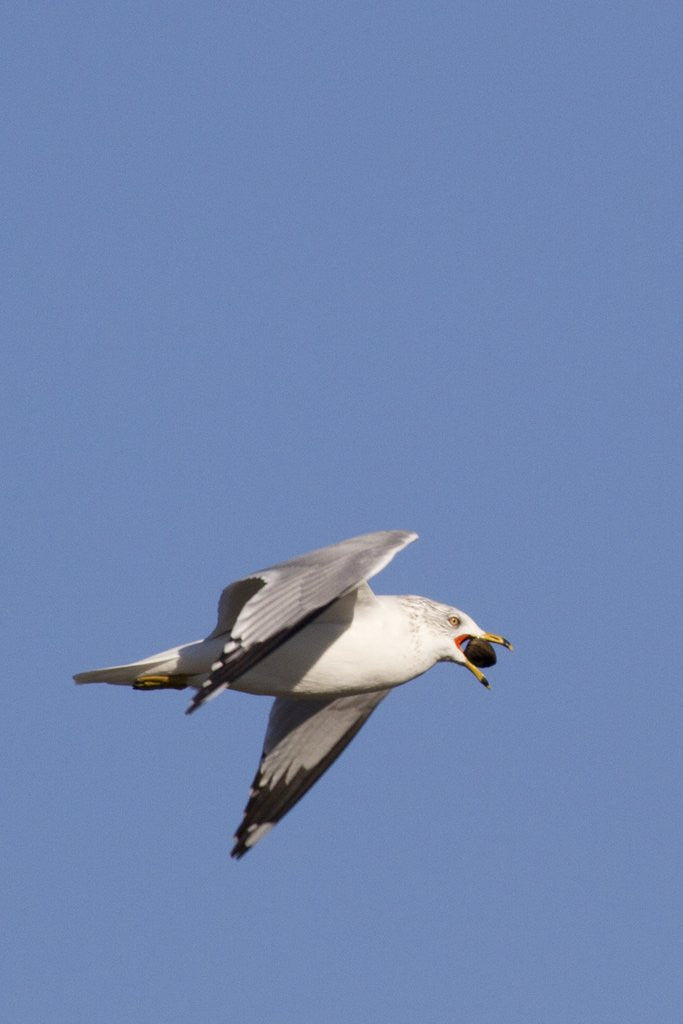 Detail of Ring-Billed Gull flying with sea shell by Anonymous