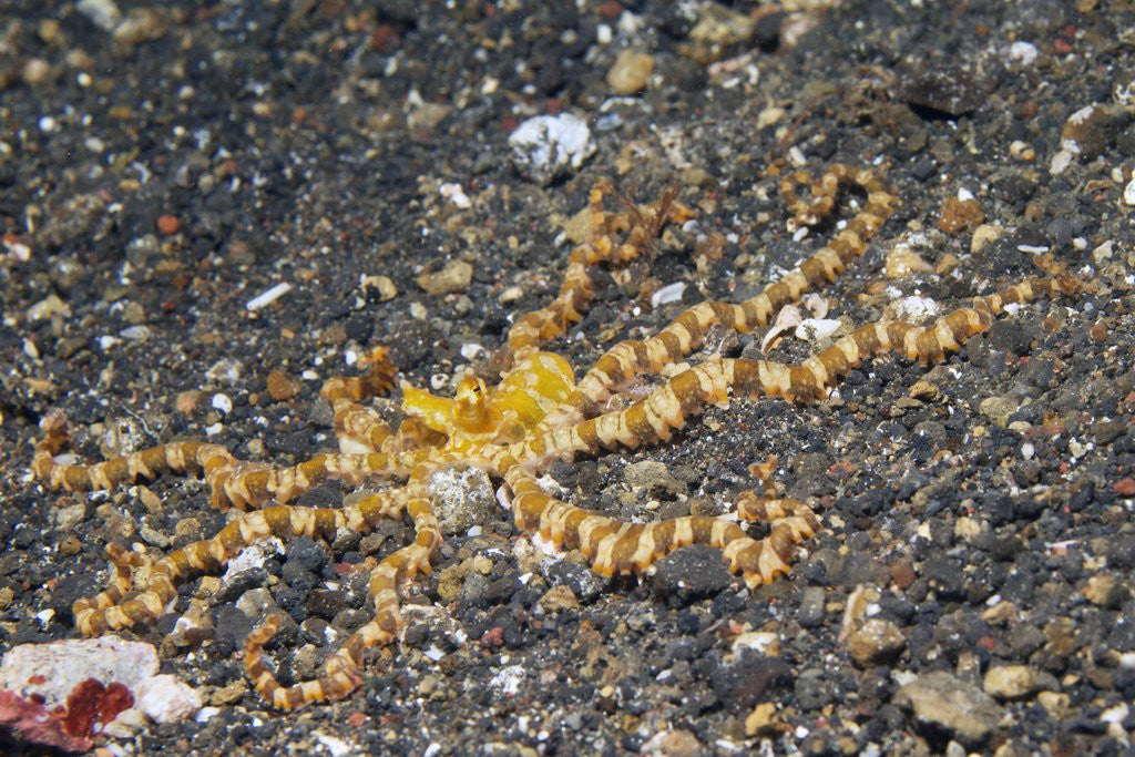 Detail of Wunderpus Octopus by Anonymous