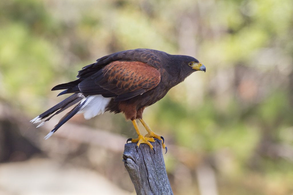 Detail of Harris's Hawk by Anonymous