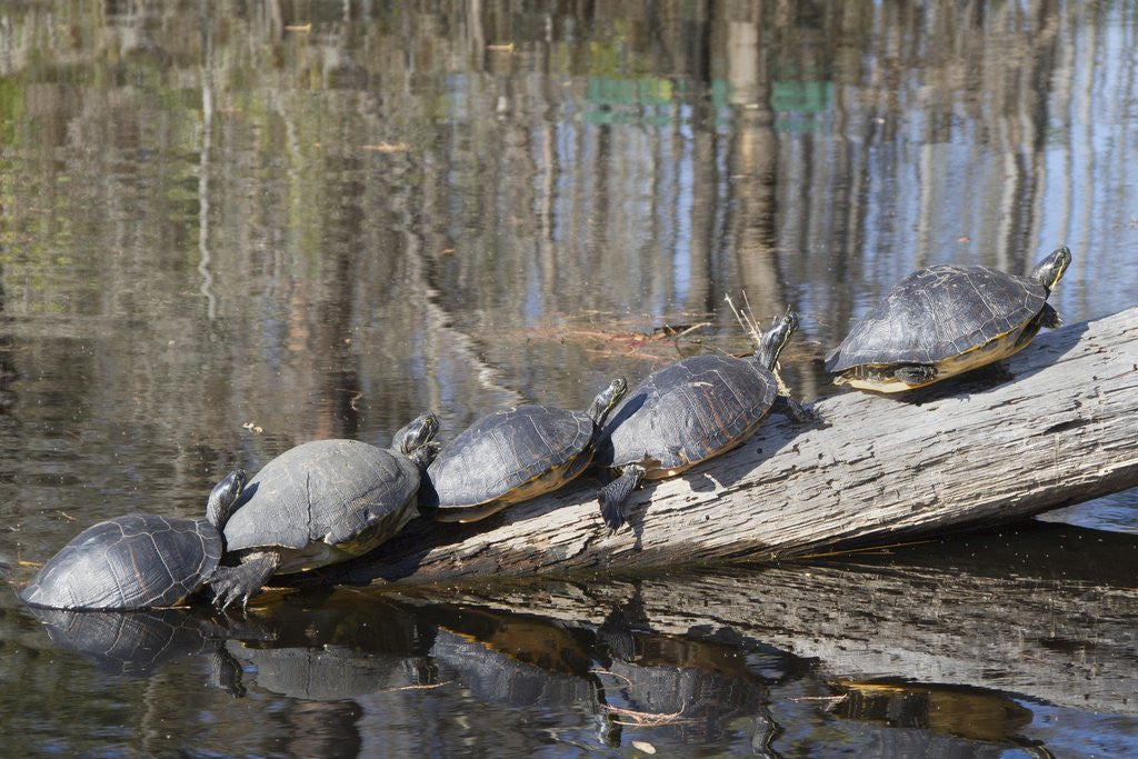 Detail of Yellow-Bellied Slider Turtles basking by Anonymous