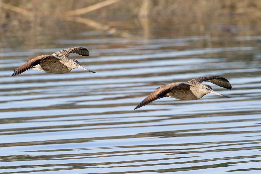 Detail of Pair of Marbled Godwits in flight by Anonymous