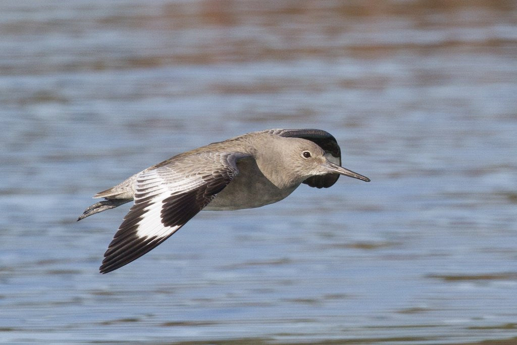 Detail of Willet in flight by Anonymous