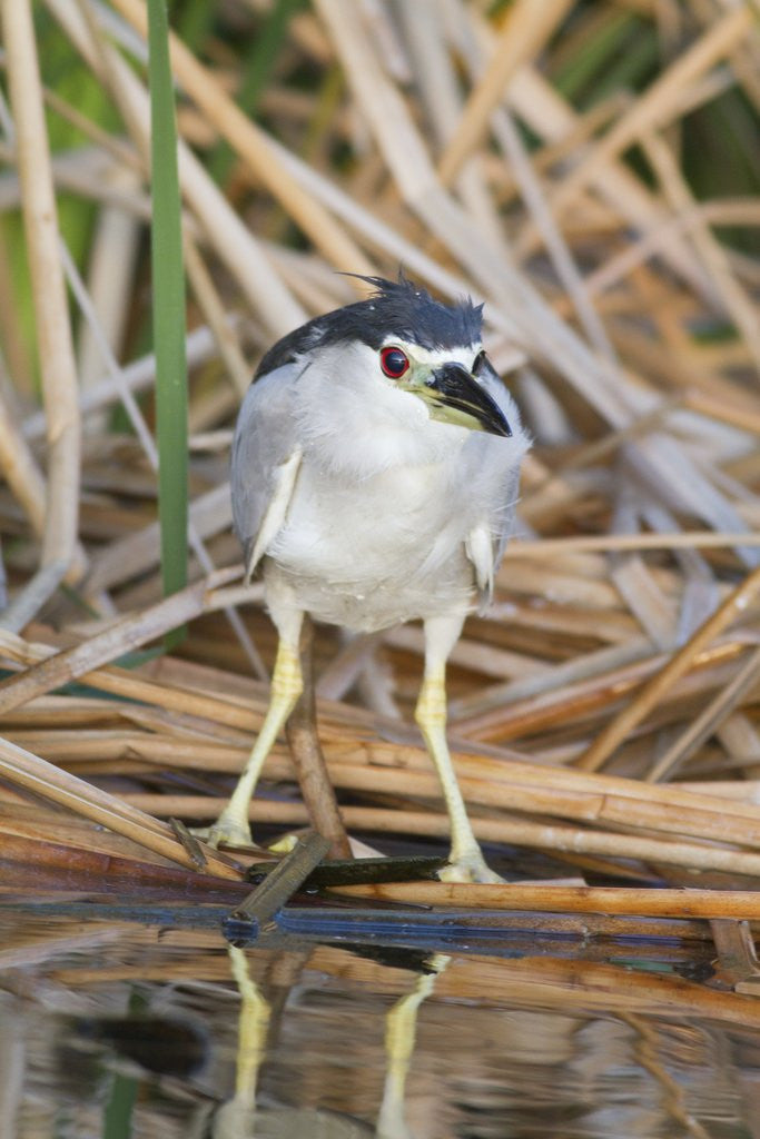 Detail of Black-Crowned Night-Heron by Anonymous
