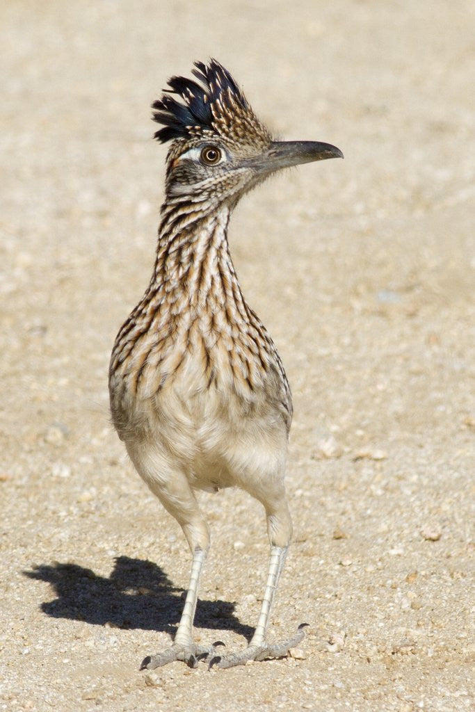 Detail of Greater Roadrunner by Anonymous