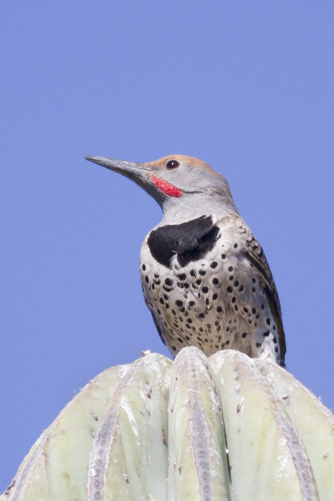 Detail of Gilded Flicker by Anonymous
