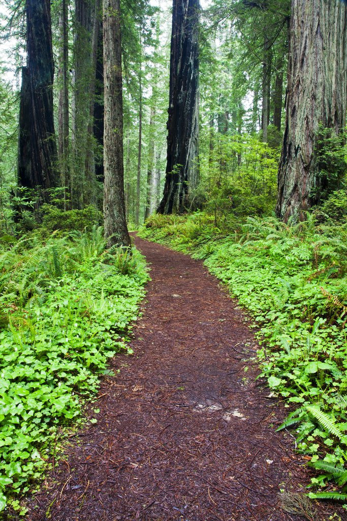 Detail of Hiking Trail in the Redwoods by Anonymous