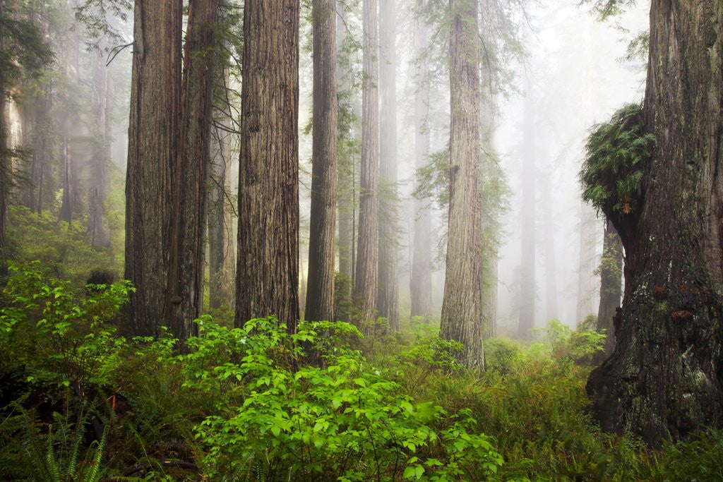 Detail of Redwood Trees in Morning Fog with Sunrays by Anonymous