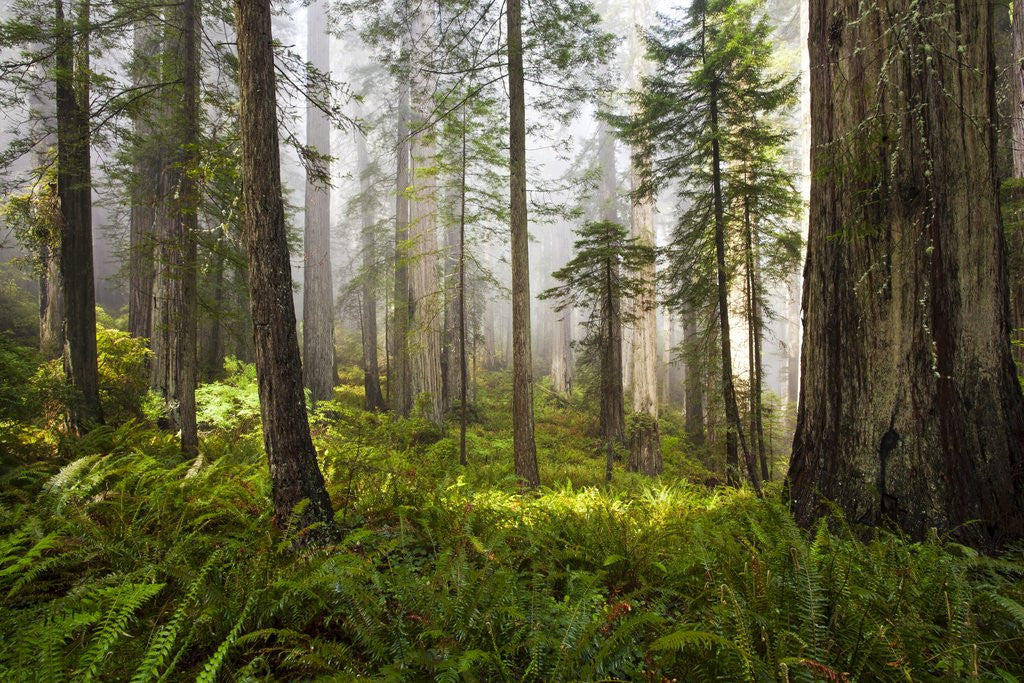 Detail of Redwood Trees in Morning Fog with Sunrays by Anonymous