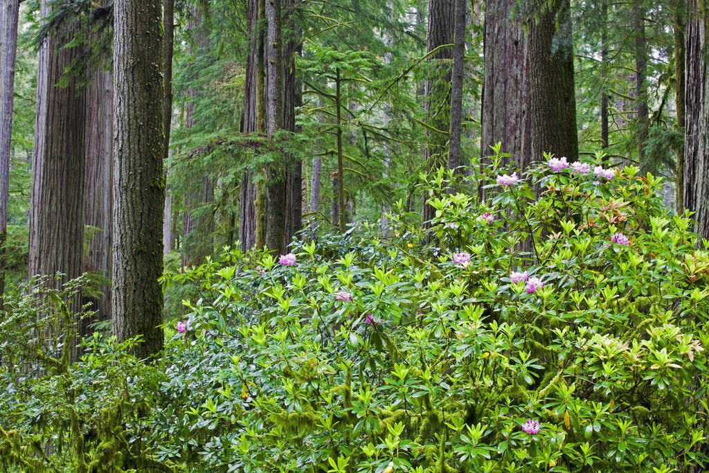 Detail of Redwood Trees and Rhododendrons in Forest by Anonymous