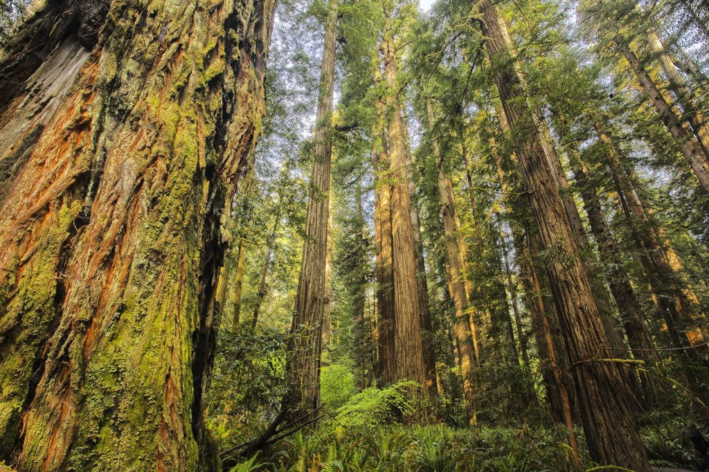 Detail of Redwood Trees in Morning Fog with Sunrays by Anonymous