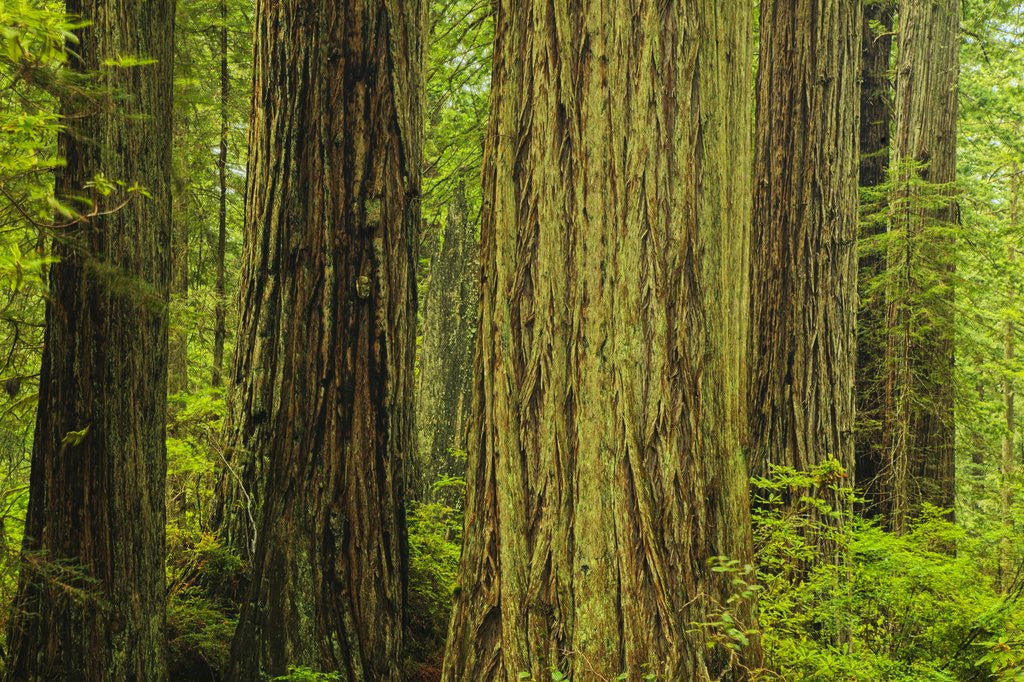 Detail of Redwood Trees in Morning Fog by Anonymous