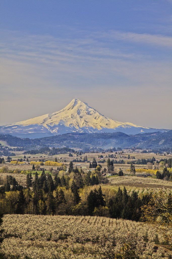 Detail of Cherry Orchards of the Oregon Columbia Gorge With Mt. Hood in the Back Drop by Anonymous