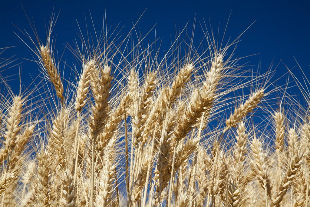 Detail of Close up Look at Harvest Wheat and Blue Sky by Anonymous