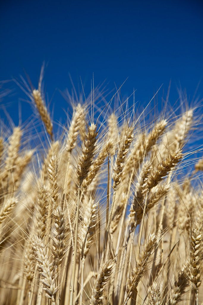 Detail of Close up Look at Harvest Wheat and Blue Sky by Anonymous