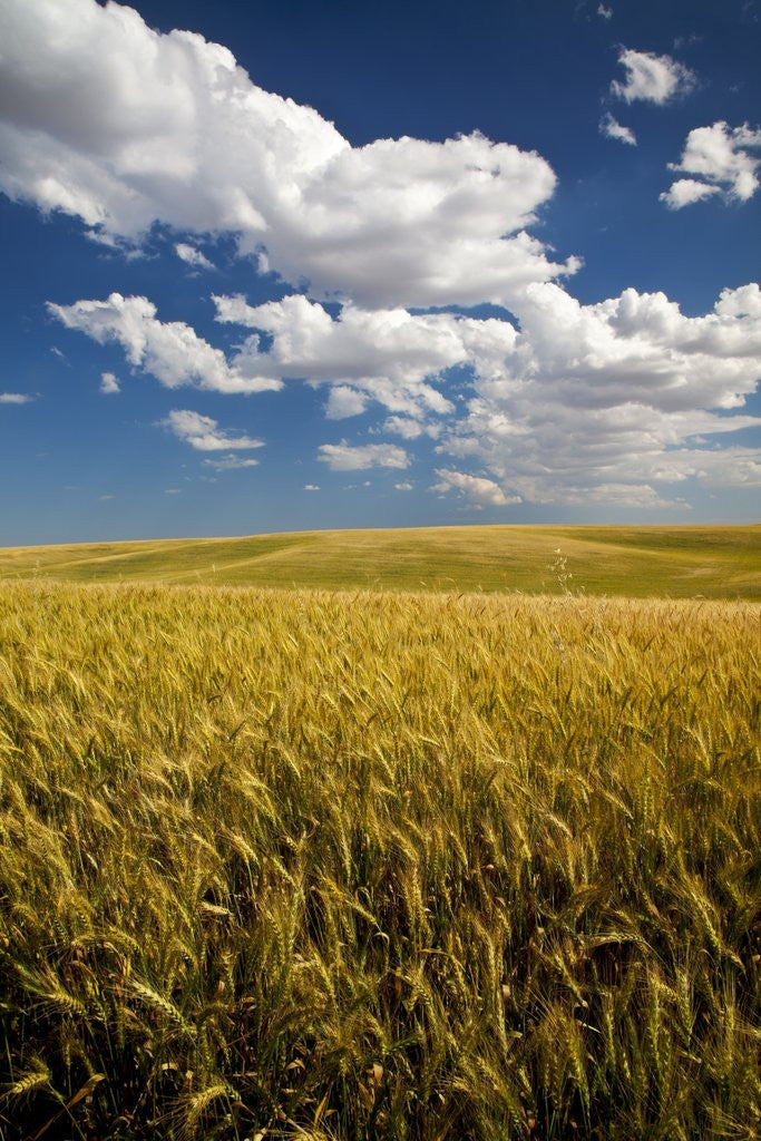Detail of Rolling Hills of Harvest Wheat by Anonymous