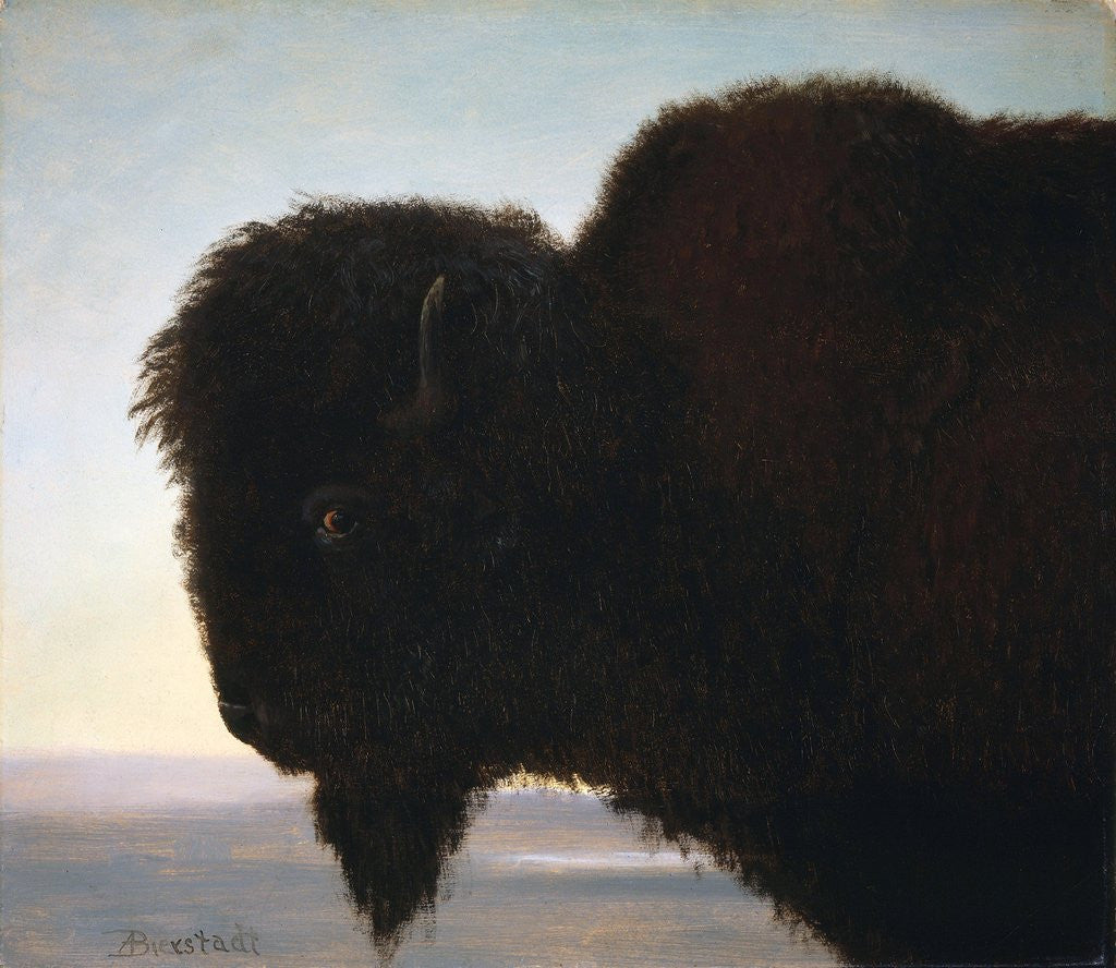 Detail of Buffalo Head by Albert Bierstadt