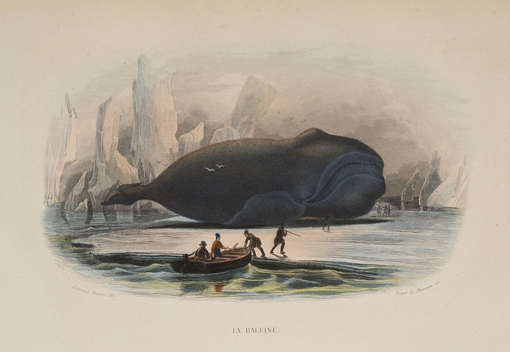 Detail of The Whale by Anonymous