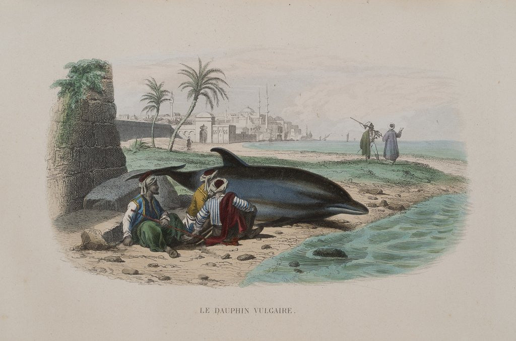 Detail of Dolphin by Anonymous