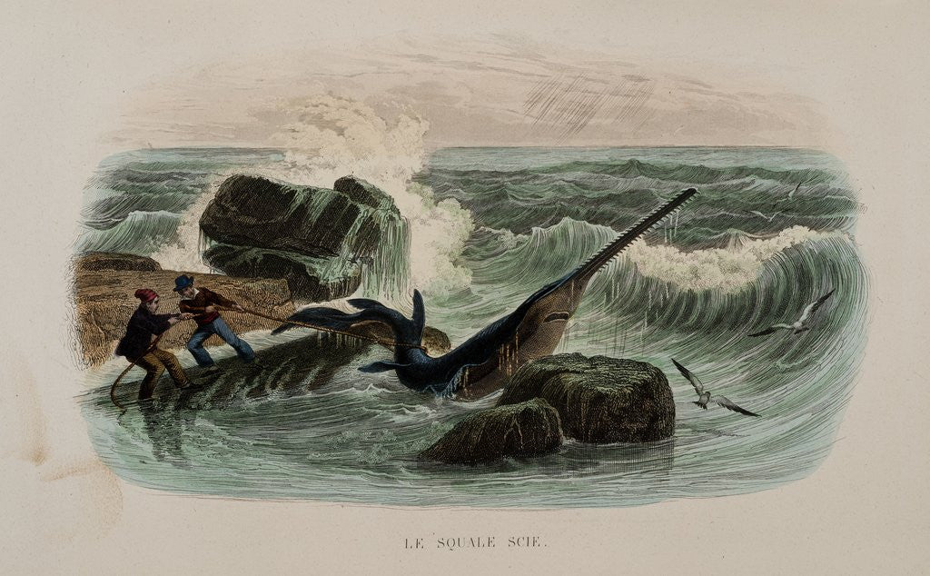 Detail of Saw shark by Anonymous