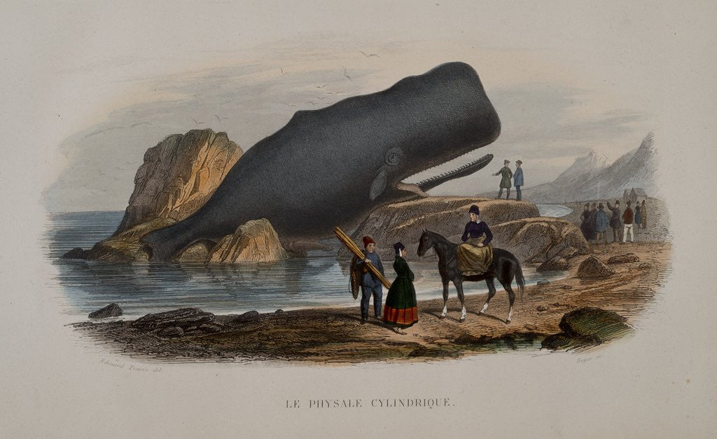 Detail of The Sperm Whale by Anonymous