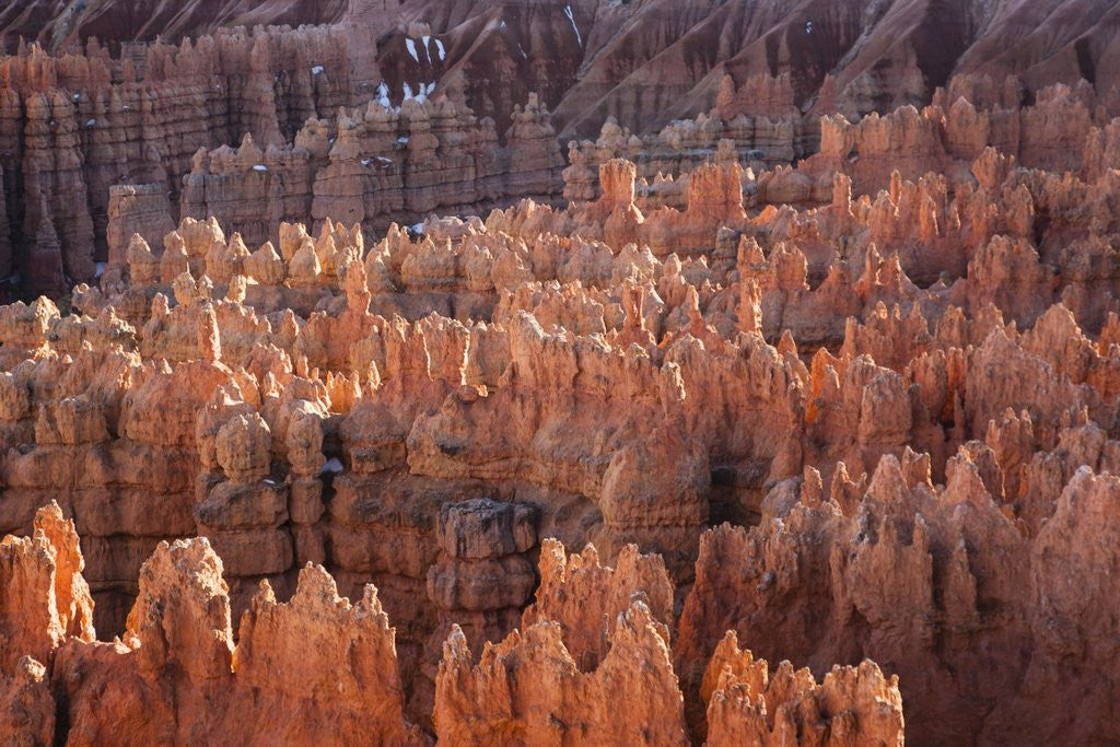 Detail of Bryce Canyon National Park, Utah. USA by Anonymous