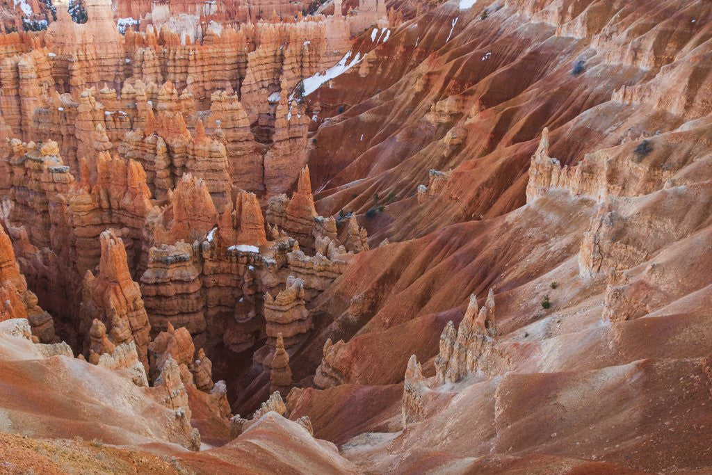 Detail of Bryce Canyon National Park, Utah. USA by Anonymous