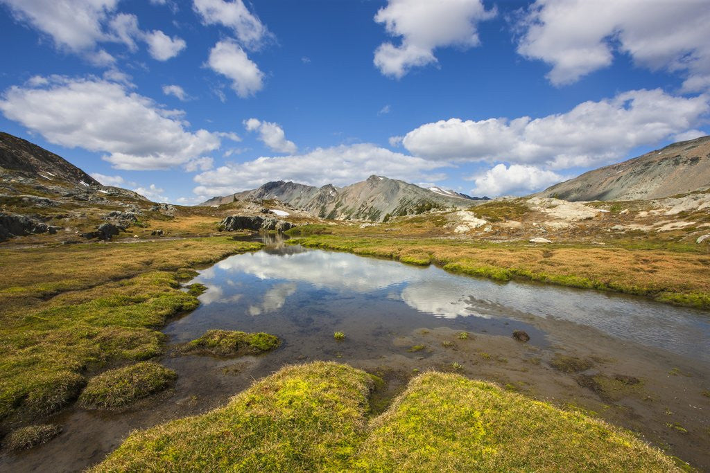 Detail of Revelstoke, Bugaboo Provincial Park, British Columbia, USA by Anonymous