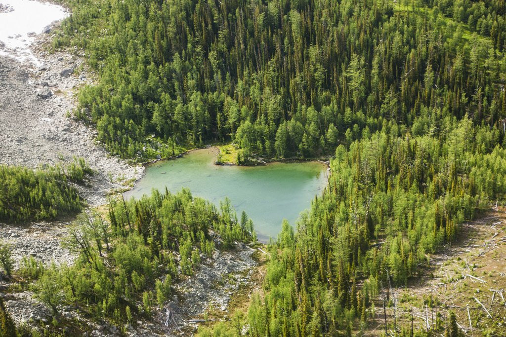 Detail of Revelstoke, Bugaboo Provincial Park, British Columbia, USA by Anonymous
