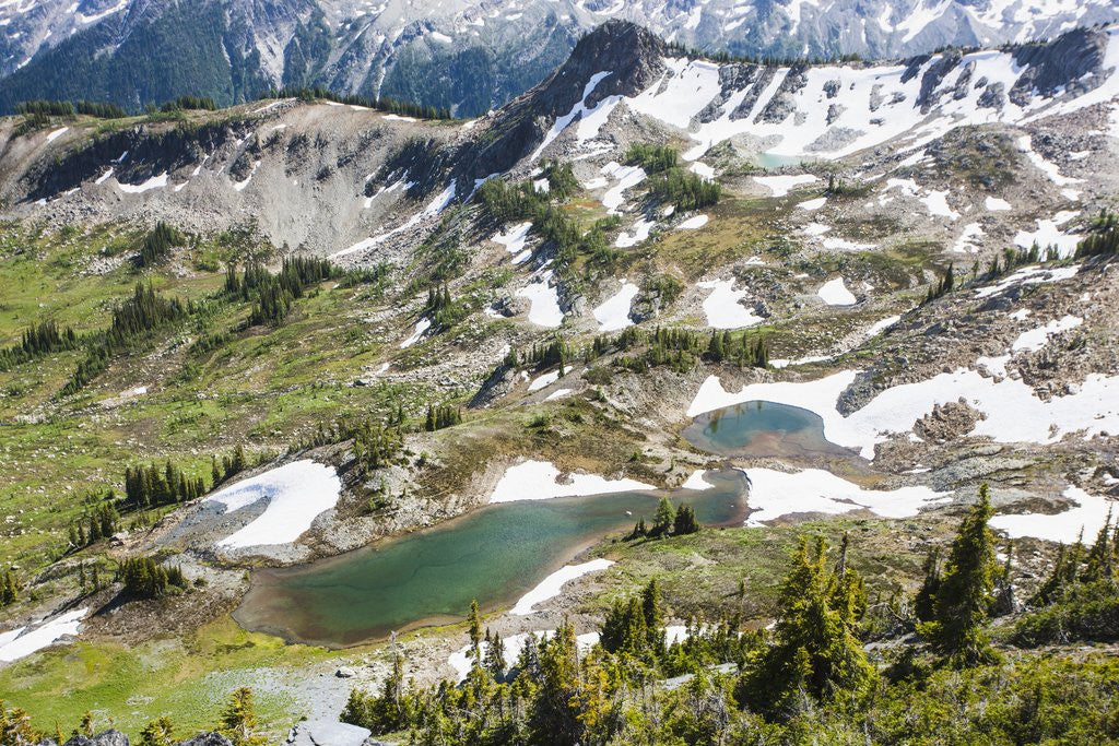 Detail of Majestic mountain landscape, Revelstoke, Columbia-Showup Regional District, British Columbia, Canada by Anonymous