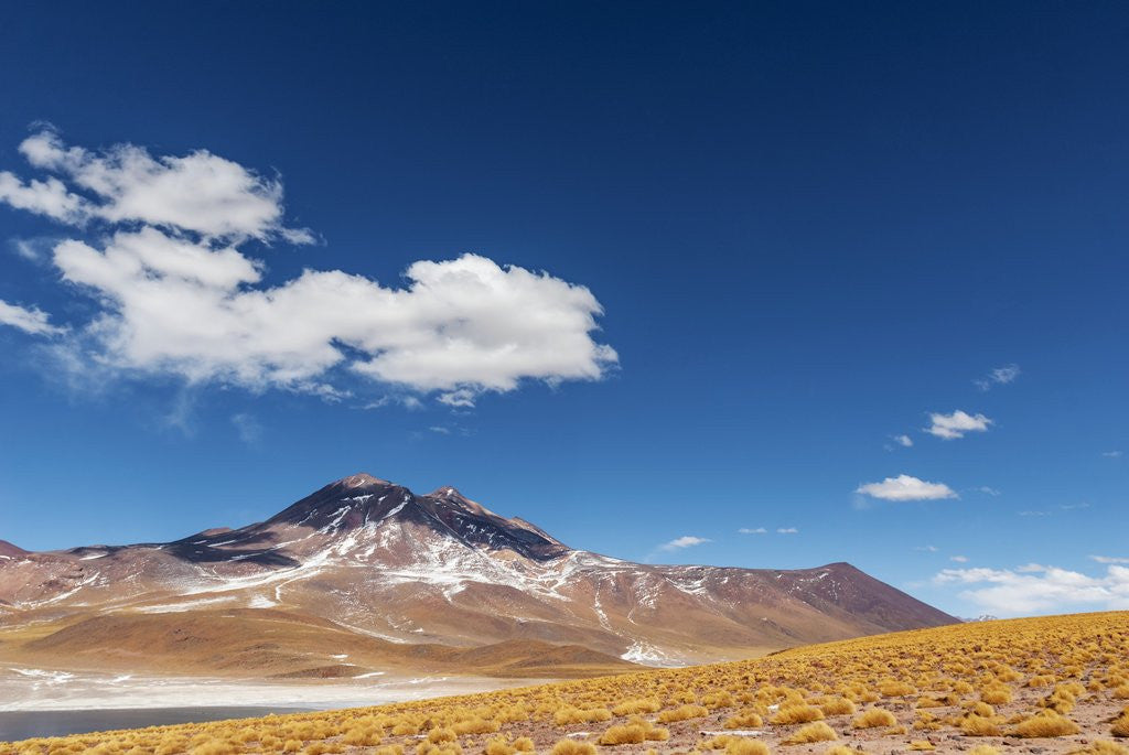 Detail of Desert lagoon, San Pedro de Atacama, Antofagasta Region, Chile by Anonymous