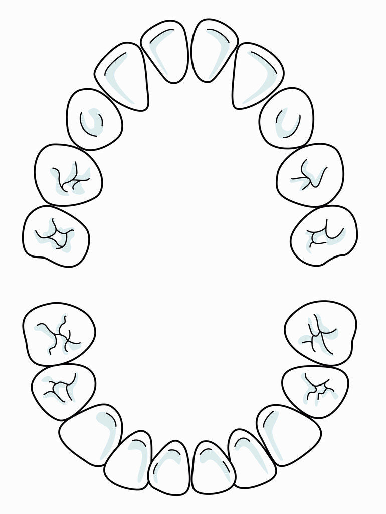 Detail of Milk tooth, drawing by Anonymous