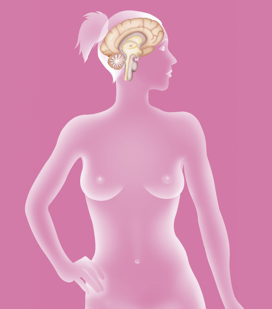 Detail of Brain, drawing by Anonymous