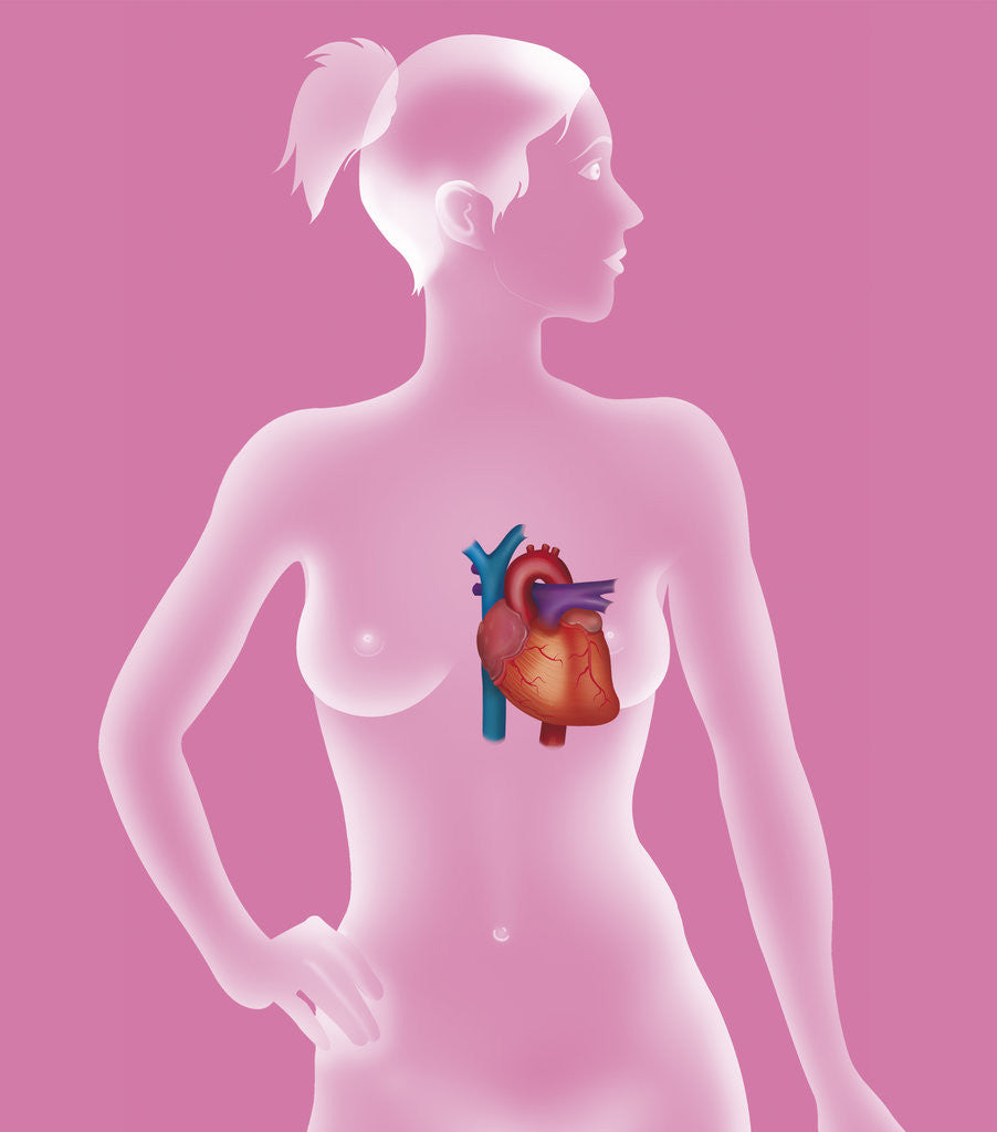 Detail of Heart, illustration by Anonymous