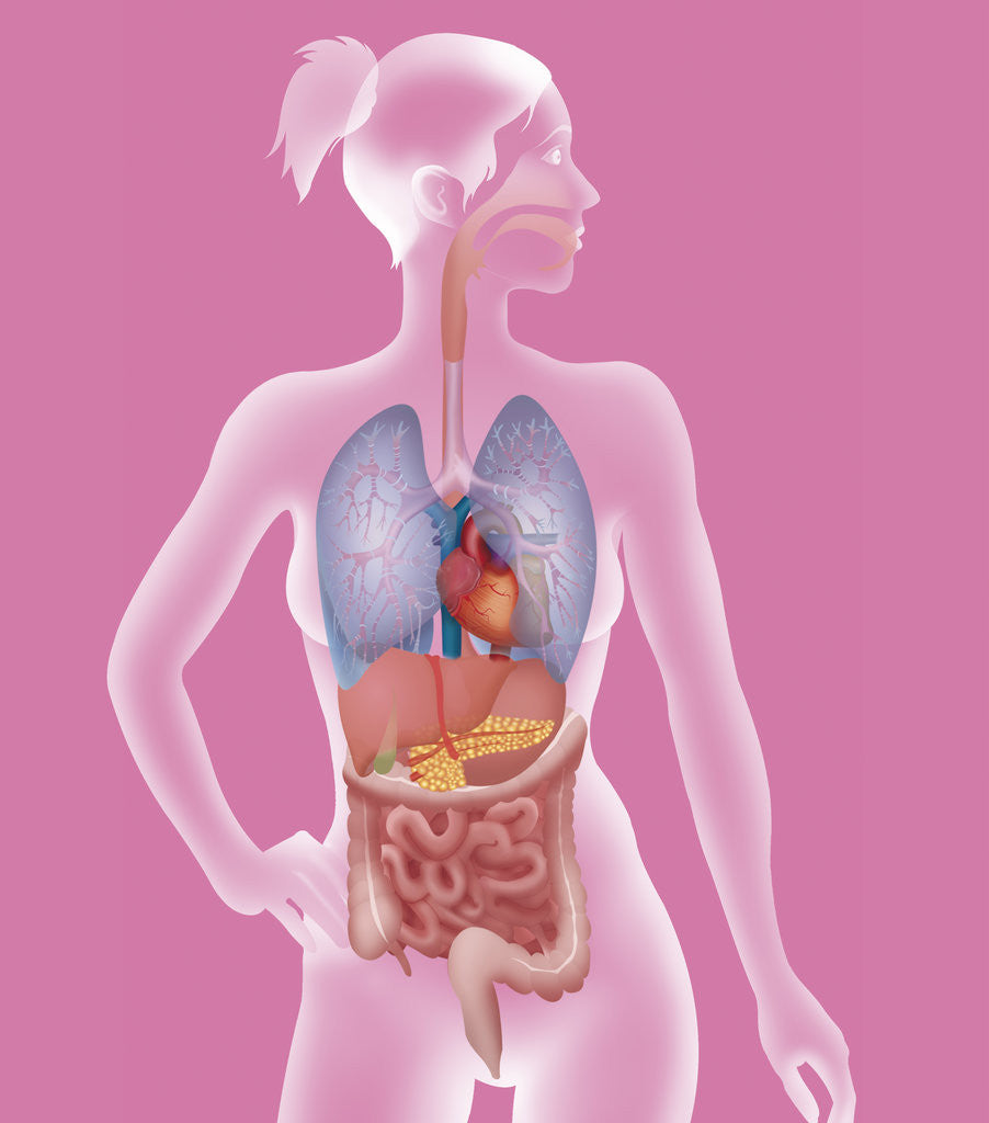 Detail of Anatomy, trunk by Anonymous