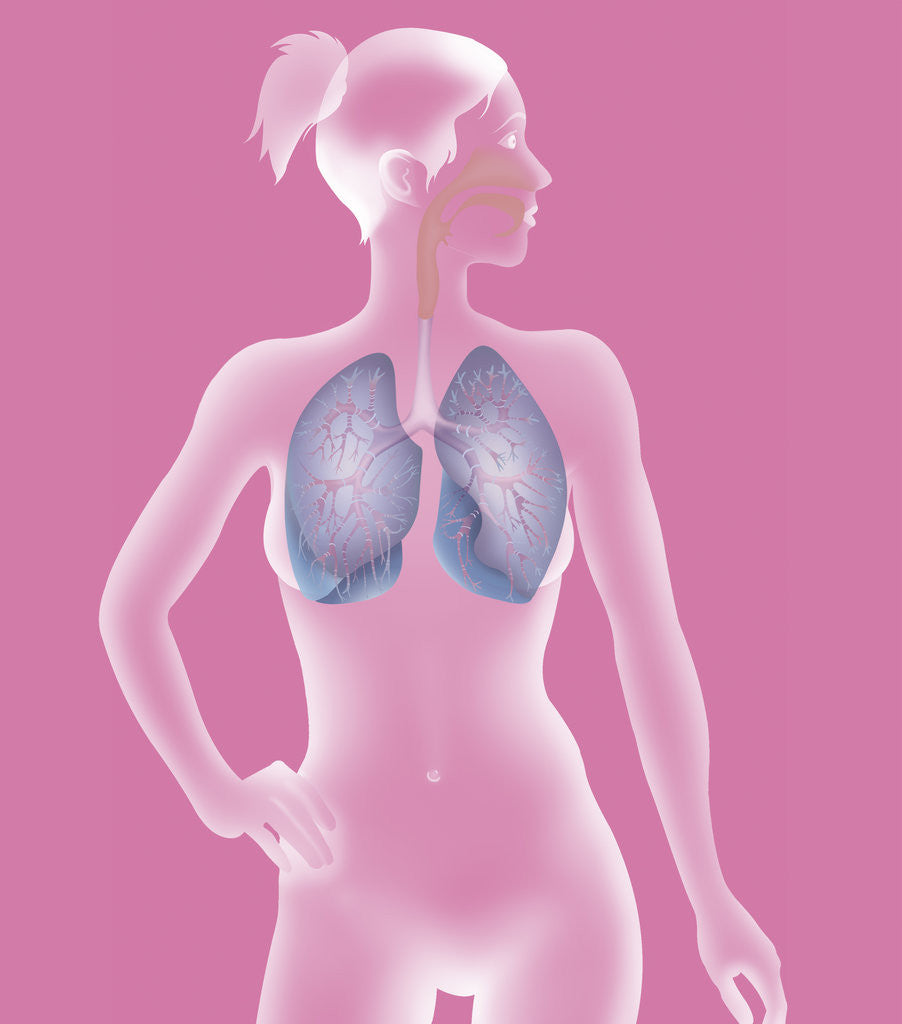 Detail of Respiratory tract, drawing by Anonymous
