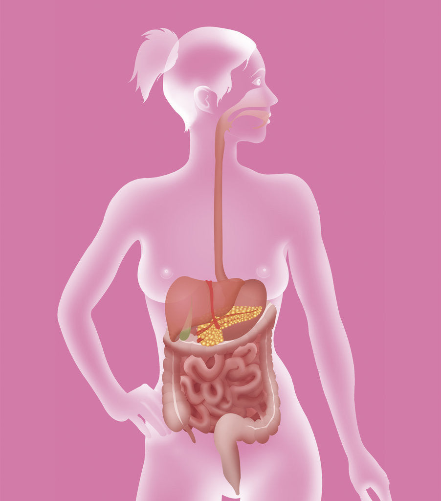 Detail of Digestive system, illustration by Anonymous