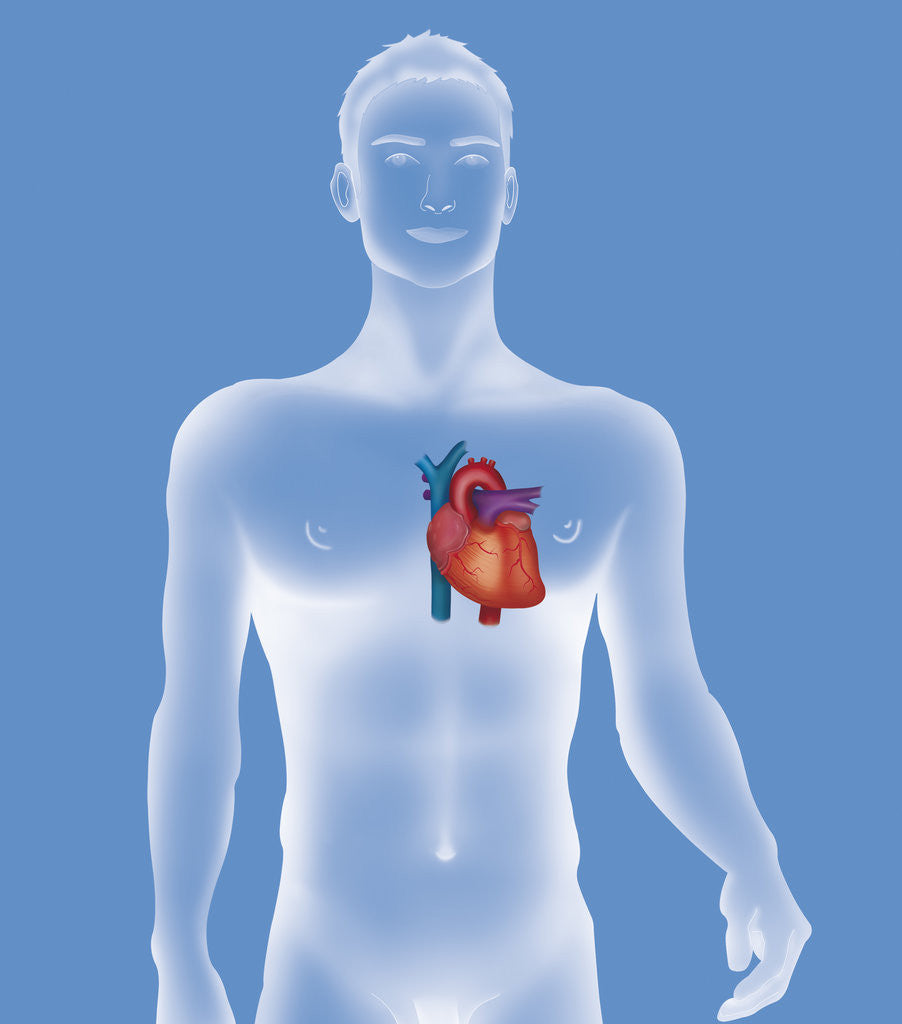 Detail of Heart, illustration by Anonymous
