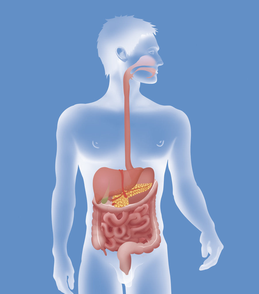 Detail of Digestive system, illustration by Anonymous