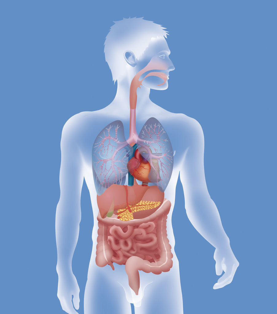 Detail of Anatomy, trunk by Anonymous