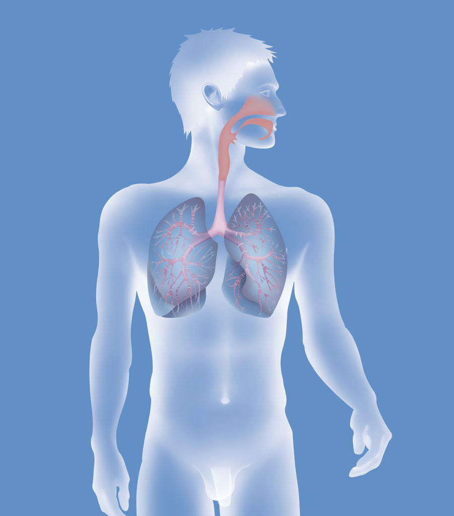 Detail of Respiratory tract, drawing by Anonymous