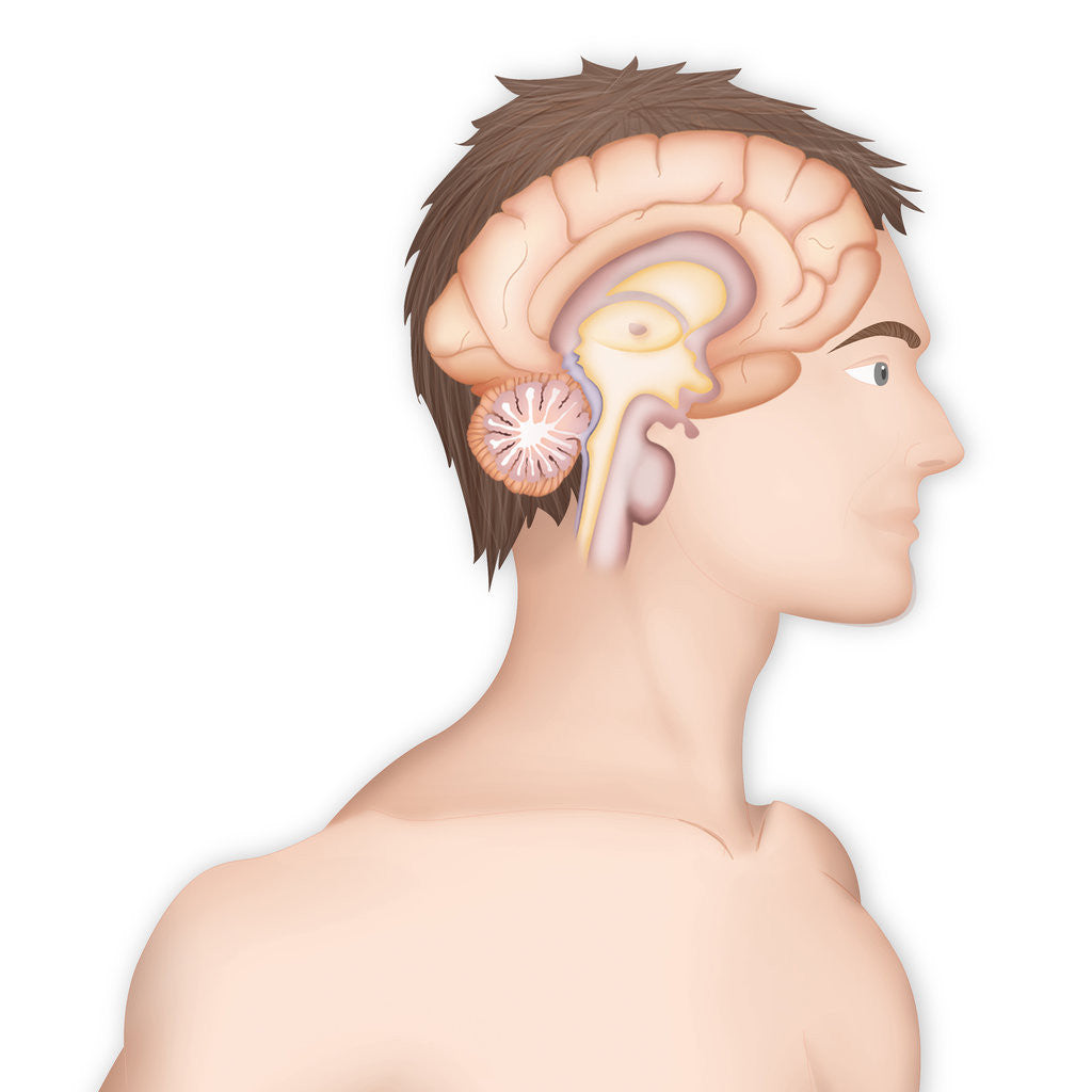 Detail of Brain, drawing by Anonymous